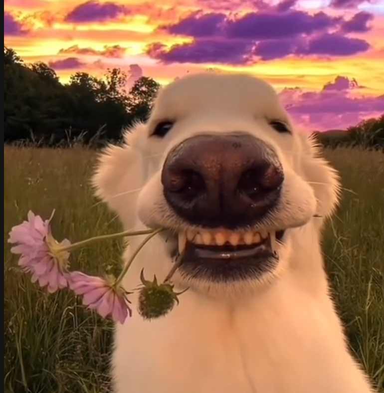 Cujo Qt - Happy golden retriever with pink flowers against a beautiful sunset sky
